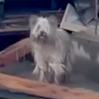 能登半島地震の津波で崩壊した家の中『家族の帰りを待ち続けた犬』→保護は難航して…涙腺崩壊する結末が20万再生「家を守ってたんだね」と感動