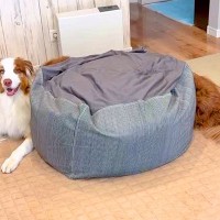 体が信じられないくらい長い犬…？近づいてみると→愛おしすぎる『種明かし』が7万再生「たまたまかと思ったｗ」「パッと見違和感ない」と反響