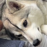 『夫と大型犬がイチャイチャしている』と思ったら…妻が目撃した『衝撃的な光景』が44万再生「強敵現るｗｗ」「ドヤ顔で草」と爆笑の声