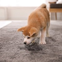 犬が『部屋中のニオイ』を嗅ぐ4つの理由　愛犬が執拗にチェックしていることとは