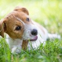 犬が『美味しい』と感じる条件とは？人間の味覚との違いや食いつきが悪いときの対処法まで