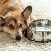 犬が『お水を飲まない』原因とは？飲みたがらないときに考えられる危険な症状まで