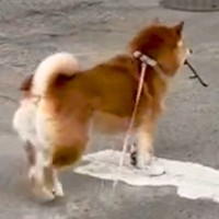 『なん…だと…』ガソスタのおじちゃんが大好きな犬→お土産を届けようとしたら…『切なすぎる光景』が162万再生「ガッカリ感伝わるｗ」