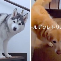 『シャンプーしようか』と2匹の大型犬に声をかけた結果→まさかの『正反対すぎる反応』が26万再生「温度差たまらん」「去っていく後ろ姿ｗ」