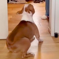 『お母さんの外出を犬が寂しがっている』と思いきや…出ていった瞬間→ちょっぴり切ない『想定外の様子』が41万再生「役者すぎる」「笑ったｗ」