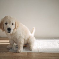 犬がしていたら『超危険なおしっこ』5選　健康状態を測るために確認すべきポイントとは？