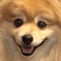 『どう見ても小型犬ではない…』ラスボス感が半端じゃない『レベル999のポメラニアン』が想像を超えていると161万表示「セーブしなきゃｗ」