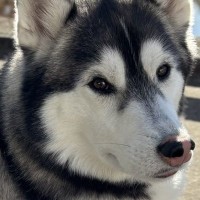 子どもが『大きい犬いる…食べられちゃうかも』と怖がっていたら、お母さんが…センス抜群な『まさかの返し』に3万いいね「最高ｗｗ」と爆笑