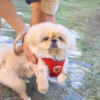 チャパチャパ泳ぐ練習をする犬→なぜか右上から…全く予想できなかった『まさかの展開』が612万表示「思ってた100倍良いｗ」「癖になる」