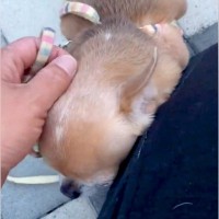 散歩中『撫でてくれる人』に会えなかった犬→想像以上に落ち込んで…なんだか切ない『妥協案』に２万いいね「私が撫でます」「自分やります」の声