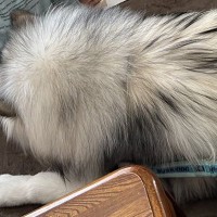 『47キロの超大型犬』とくつろぐ子どもたち→大きさを比較してみたら…想像以上だった『驚きの光景』に「すごい存在感」「さすが」と反響