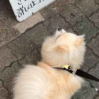 散歩中、アルバイト募集の看板を見た犬が…『バイトすんの？』見つけた瞬間の『まさかの光景』に6万いいね集まる「まかない見てて草」と爆笑