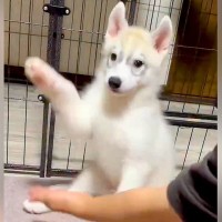 ハスキー子犬に『おて』をさせてみた結果→なぜか両手で…愛おしすぎる『まさかの結末』に3万いいね「可愛いから許すｗ」「ドヤ顔で最高」と絶賛