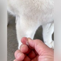 『犬の毛を優しく引っ張っただけ』なのに…想像以上だった『絶望の始まり』が461万表示「クセになるｗ」「無限に取れるよね」と反響