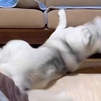 弱すぎる大型犬が『小型犬とバトルした』結果…絶望的な『運動神経の悪さ』が74万再生「逃げ足速くて草」「野生には帰れなそうｗ」と爆笑