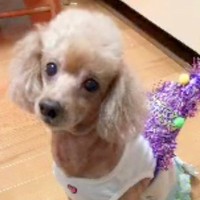 飼い主を亡くし『毎日ペットホテルにいた犬』を引き取った結果…当時では考えられない『変顔まで披露する光景』に感動「本当幸せそう」と９万再生