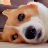 散歩に行こうとしない犬→仕方なく準備を進めた結果…想像を遥かに超える『やる気が無さすぎる光景』に3万いいね「無抵抗すぎて草」「顔が無ｗ」