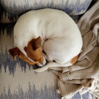 犬が『丸まって眠る』心理3選　体を小さく丸める理由や見逃してはいけない危険な症状まで