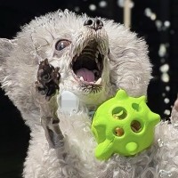 3匹の犬たちと『プール開き』をした結果→男の子と女の子の『リアクションの差』に8万いいね「アニメみたいｗ」「フィギュアかと思った」と絶賛