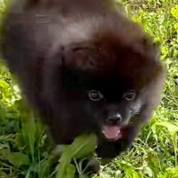 『こんなにも小さくてコロコロしていた子犬が…』１年後→予想を遥かに超える『ビッグサイズに成長する光景』に「10キロｗ」「可愛い」の声