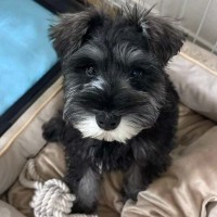 『うちに来てくれてありがとう』譲渡会で出会った1匹の犬→1年後…大きくもふもふに育った姿に感動「こんなに可愛い子が…」「本当よかった」