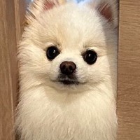 ドアの前で"通れません"と訴える犬→『いいかい、君の体はね…』まさかの光景に９万いいね集まる「めちゃ可愛い」「ほぼ綿毛なのにｗ」と絶賛