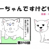 ちーちゃんですけどもっ【第310話】「ちーちゃんがお腹をくだした話し②」
