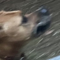 散歩中の超大型犬に『夕ご飯は鮭を焼いて乗せてあげるね』と言ったら…次の瞬間→まさかの行動に爆笑「賢すぎて衝撃」「完全に言葉理解してる」