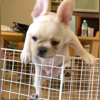 ケージから軽々と脱走してしまう赤ちゃん犬…５年後→家族が決断した『まさかの光景』が170万再生「運動神経よすぎて草」「全米が泣いた」