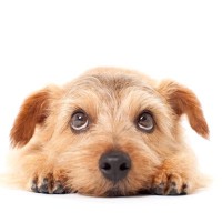 犬と一緒に飼うのがよくない『ペット』5選　なぜ相性が悪いの？特に注意が必要な生き物まで