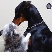 大型犬が大騒ぎしたら、先輩の小型犬に怒られてしまい…見た目とは裏腹な『まさかの光景』が可愛すぎると82万再生「気まずそうで草」「爆笑」