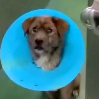 『命の期限が迫る保護犬』に届いた1通のメッセージ…まさかの展開と『生まれかわった姿』に涙が止まらないと218万再生「出会えてよかった」