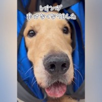 癌で余命１ヶ月宣告…医者から『もう歩けない』と言われた大型犬→涙腺崩壊する『まさかの光景』が93万再生「どんな映画よりも感動」と反響