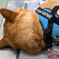 動物病院で先生を待つ犬→診察台に乗せられた結果…只者ではない『衝撃的な態度』に３万いいね集まる「大物すぎるｗ」「余裕で草」と反響