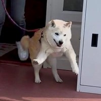 17歳のおじいちゃん犬→散歩に出かけようとしたら…老犬とは思えない『子犬のような行動』が73万再生「元気貰った」「なんて可愛いの」と絶賛