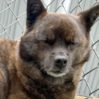 『今年も生えました』庭に鉢植えを置いていたら、犬が…まさかの『植物になる光景』に2万1000いいね「欲しいｗ」「どこで買えますか？」の声