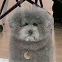 仕事のミーティングに参加した犬→『何用かね…？』想像を超える『まさかの仕事っぷり』が183万表示「素敵な会議室」「ぜひ働きたい」と絶賛