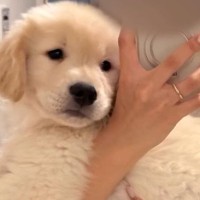 大型犬の赤ちゃんを抱っこして成長を記録→たったの4ヵ月で…衝撃的な成長を遂げた『現在の姿』に「30キロ！？」「ぐんぐん大きくなる」の声