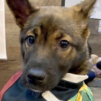 『自分が選んだと思っていたけど…』保護犬カフェで運命を出会い→涙が出るほど『尊い光景』に1万いいね集まる「運命」「僕のって顔」と絶賛の声