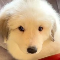 『超大型犬を軽い気持ちで飼ってはいけない理由』赤ちゃん時代から４年後の『衝撃的なビフォーアフター』が265万再生「デカすぎてビックリ」