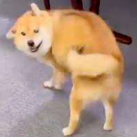 いつも塩対応な犬が『大好きなおじいちゃんおばあちゃんと再会した』結果→180度違う『まさかの態度』が16万再生「大興奮ｗ」「純粋すぎる」