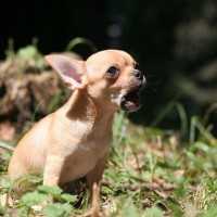 『無駄吠えしやすい』小型犬5選　鳴き声が大きすぎるときの対処法や適切なしつけ方法まで