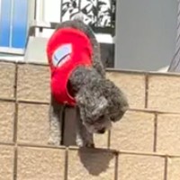 『生まれつき目の見えない犬』がお母さんの後を追いかけて…階段で見せた『一生懸命な光景』が16万再生「あかん、泣ける」「頑張れって声出た」