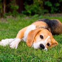 犬が『疲れている』ときにみせる4つのサイン　愛犬が疲労困憊になってしまう原因とは？