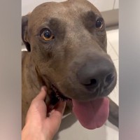 『ぼくのこと、覚えていますか？』飼育放棄した飼い主を１年間も裏庭で待ち続けた犬…涙が止まらない物語と現在が20万再生「むせび泣いた」の声