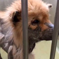 歯もない状態で山に捨てられていた『ボロボロの犬』→保護した結果…同じ犬とは思えない『嘘のような変化』が16万再生「顔が違う」「感謝」の声