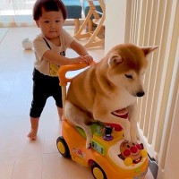 赤ちゃんと車遊びをする犬→仲良しだなと思っていたら…『コントのような展開』が切なすぎると297万再生「顔が最高ｗ」「いいコンビ」と爆笑
