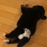 『床でコロンと転がっていた小さな赤ちゃん犬が…』現在→立派すぎる"超大型犬"へと成長した光景に「甘えん坊で可愛い」「おばあちゃんっ子」