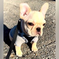 初めてのお散歩に出かけた赤ちゃん犬→破壊力が高すぎる『よちよち歩き』をする光景が33万再生「ぬいぐるみ…？」「めちゃ可愛い」と悶絶の声
