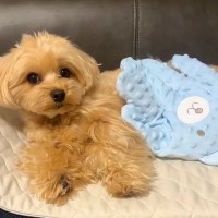 犬に『人間の赤ちゃん用の寝かしつけグッズ』を使ってみたら…「かわいいｗｗ」「適応能力が高すぎる」想像以上の"尊い反応"が156万再生
